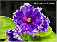 ЕК-Капюшон Медузы (2020)